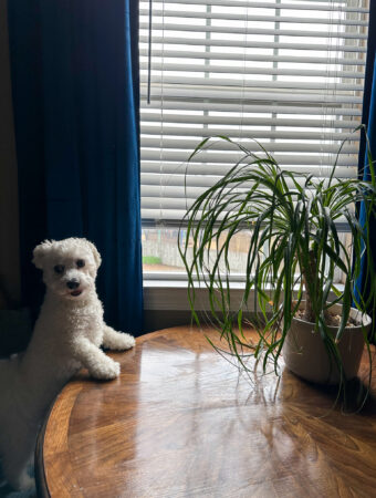 Bichon Frise with paws on wooden table with animal safe plant, Ponytail Palm