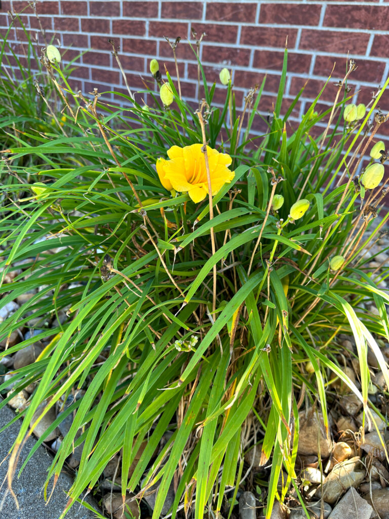yellow daylily grown from advice from some of the best gardening books for beginners