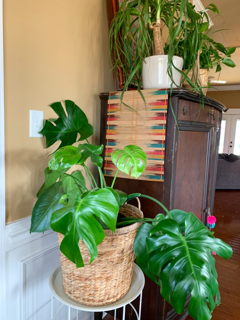 monstera in a woven pot as one of the most common house plants
