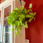 a neon pothos hanging as birthday presents for plant lovers