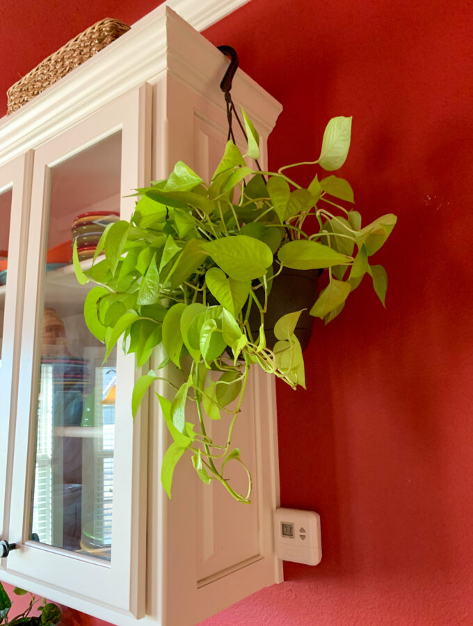 a neon pothos hanging as birthday presents for plant lovers