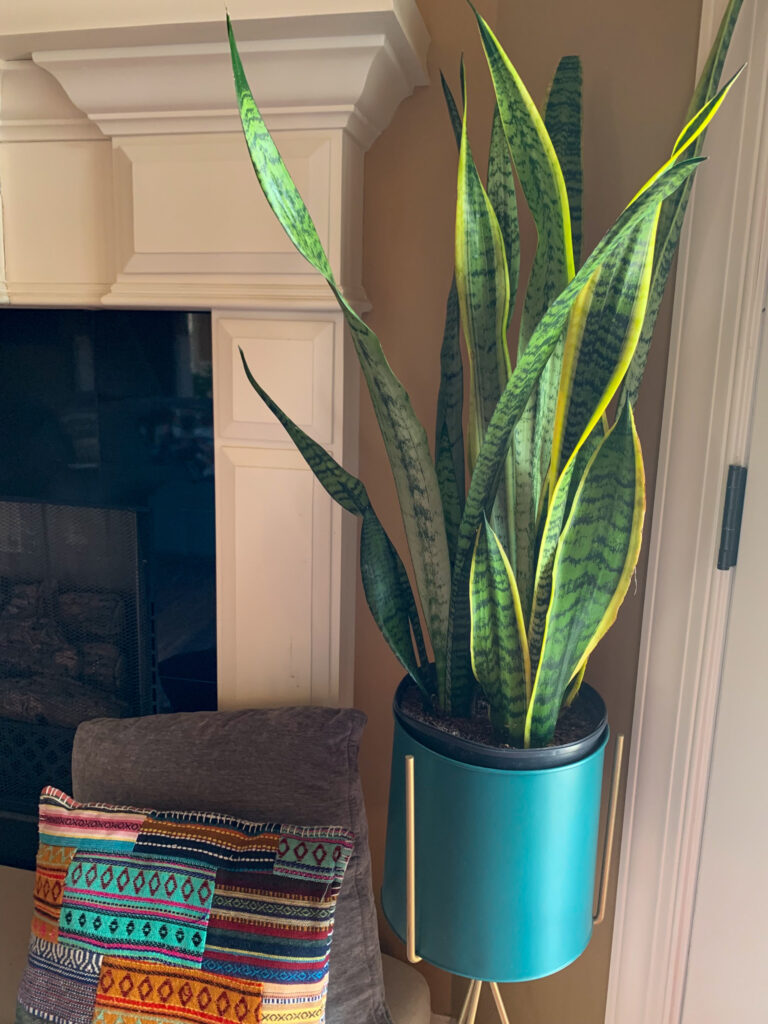 snake plant in teal plant stand for birthday present for plant lovers