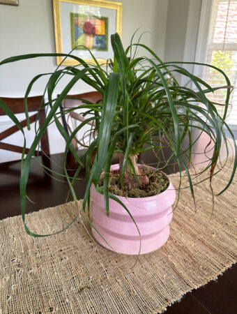 ponytail palm in a pink geometric pot
