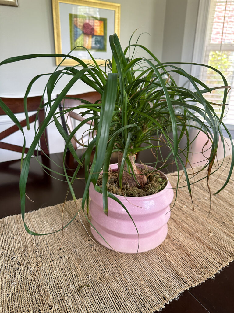 Ponytail Palm in a pink pot