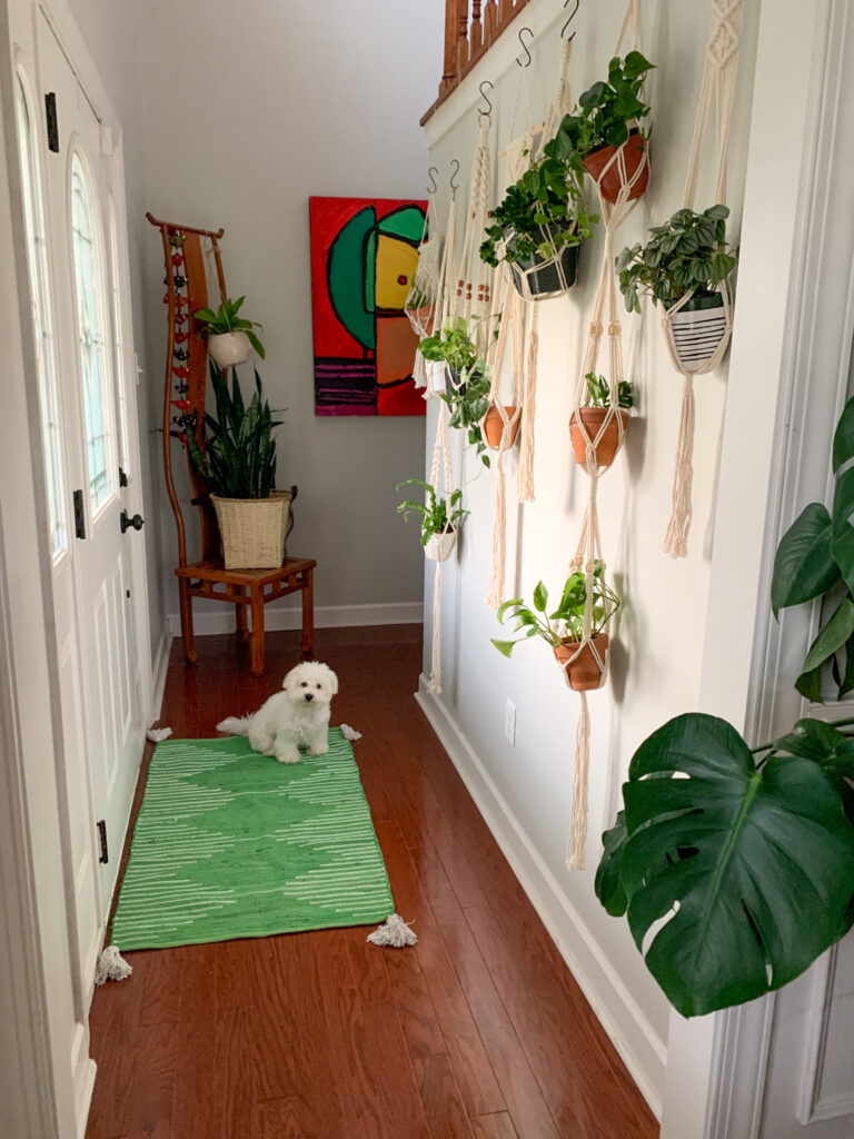 Bichon Frise puppy in front entryway for post on how to hang plants without drilling nails