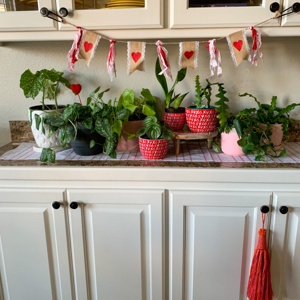 Valentine's Day plants on counter with Valentine heart bunting above