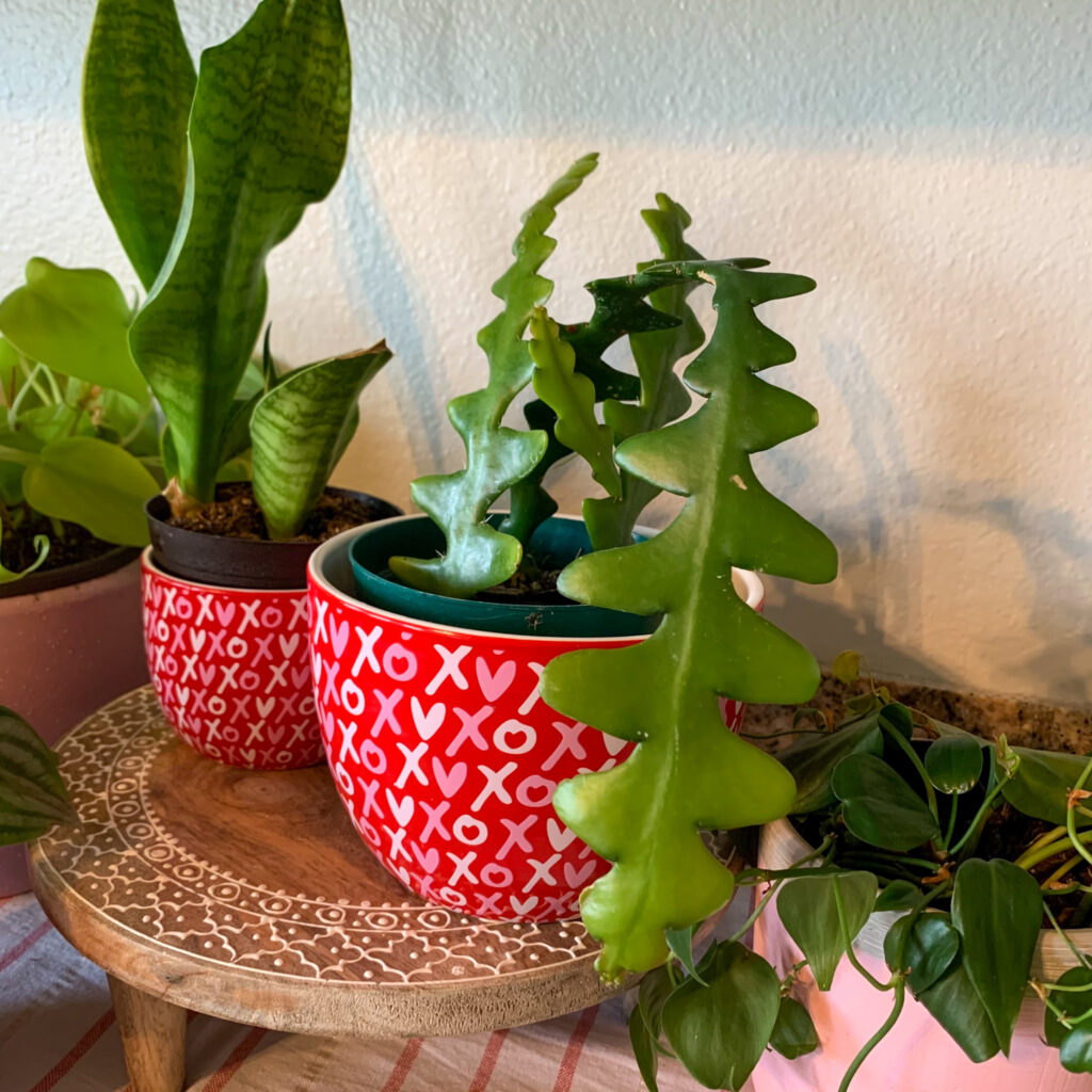 snake plant and RicRac cactus plants in cute XOXO Valentine's pots