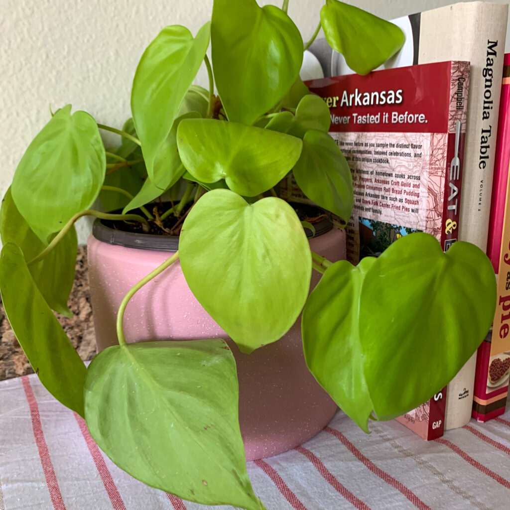 neon pothos in pink pot beside books for Valentine's Day plant ideas