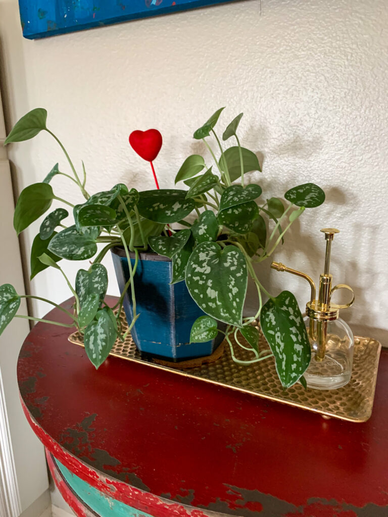 Velvet Satin pothos plant with velvet leaves with heart pick for Valentine's Day plant styling