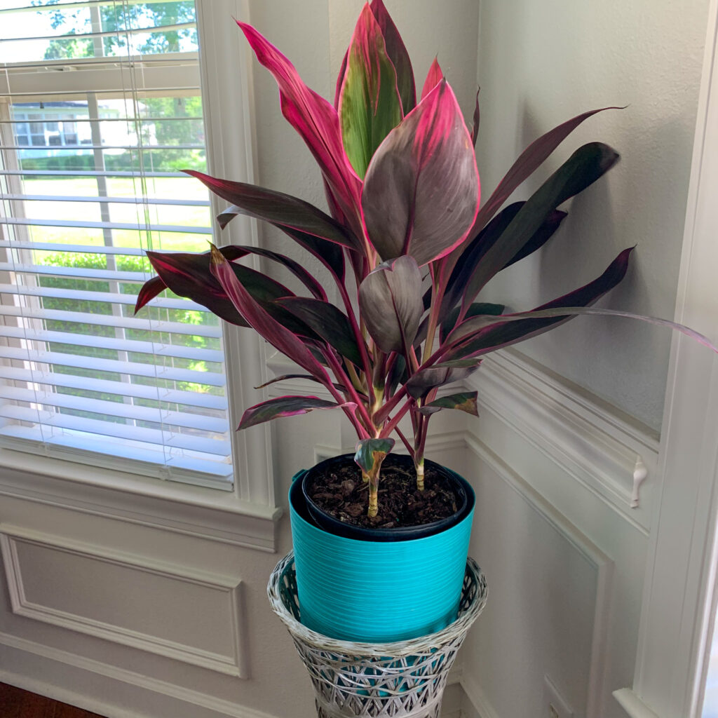 Cordyline plant - indoor green plant with pink tips in turquoise pot