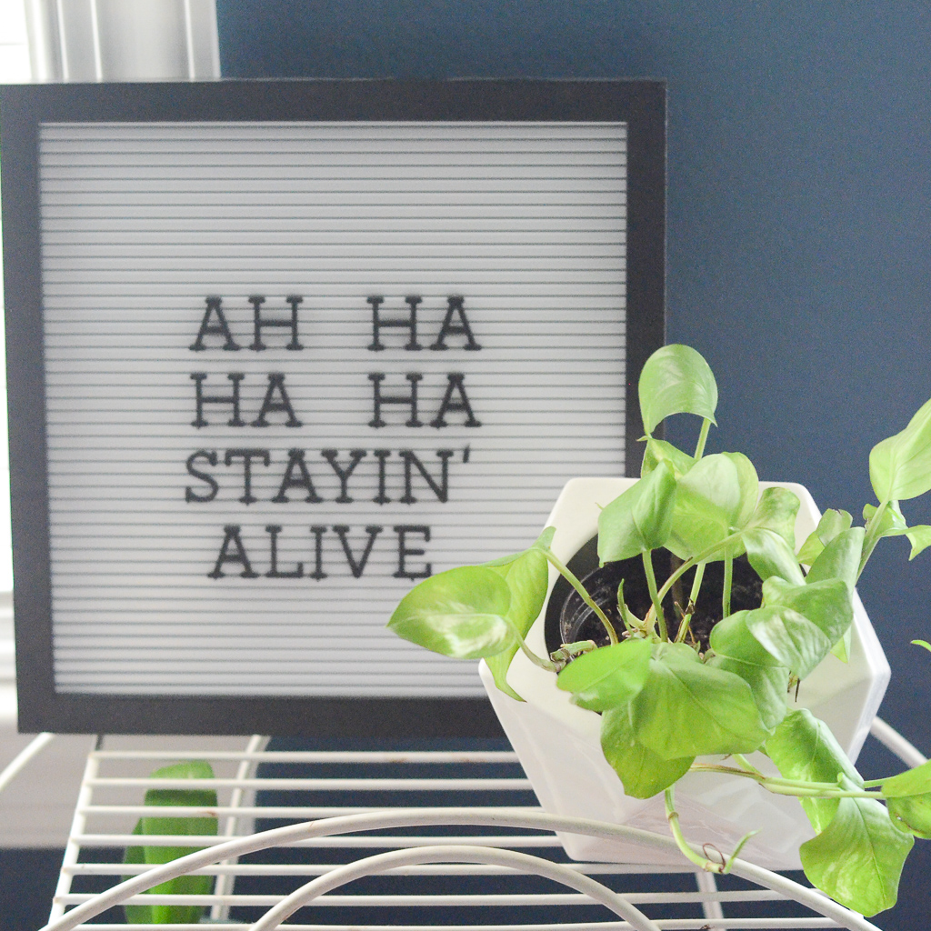 funny plant quote on letter board behind Golden pothos