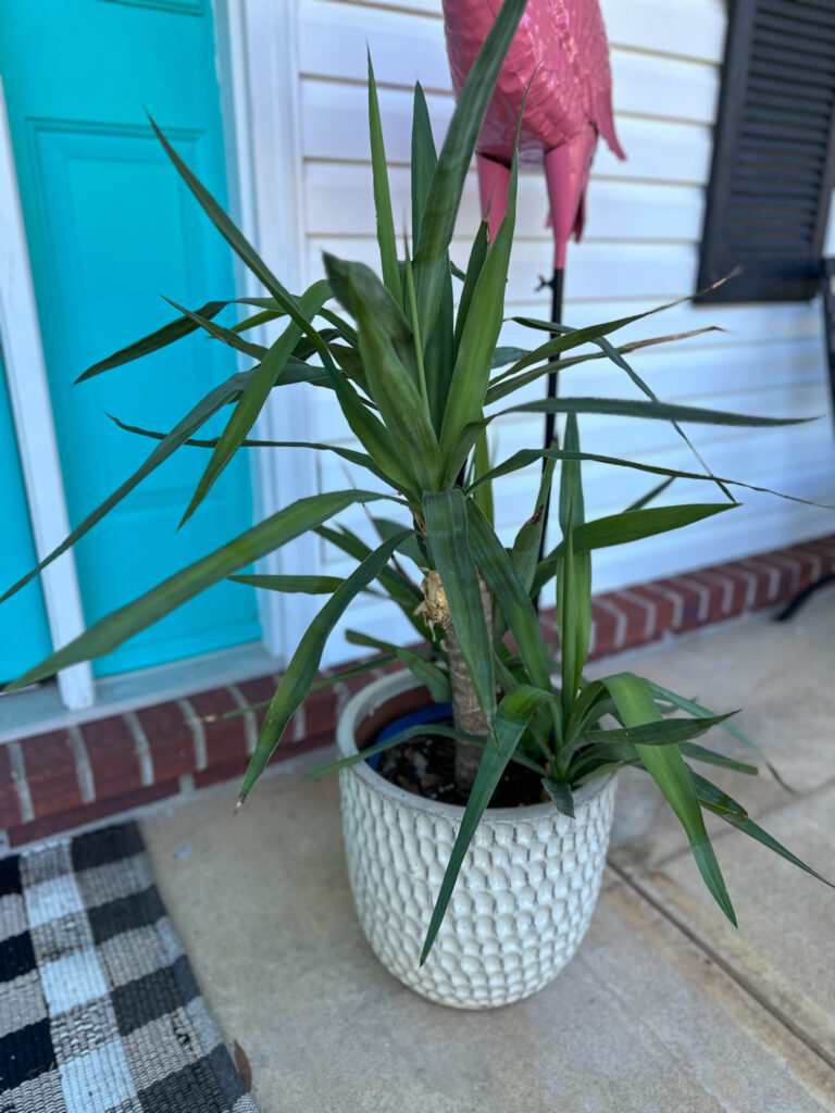 yucca plant in white textured pot