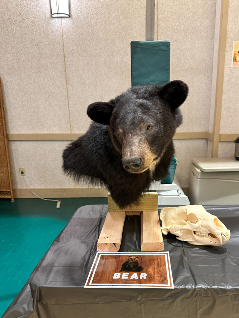 bear head display at Wild Game Dinner